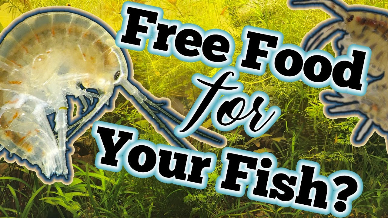 Best Live Foods for Freshwater Fish: Amphipods, Ostracods, Copepods & Daphnia Explained!