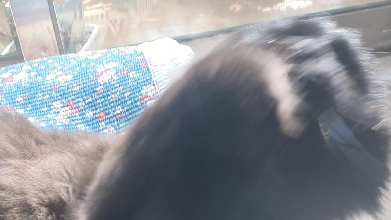 집사의 흰머리를 본 검은 냥이 코코 ㅋㅋㅋ (고양이 놀이)