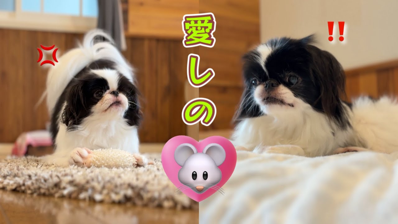 愛するネズミを奪い合う犬たちの熱いバトル勃発！その結末はいかに