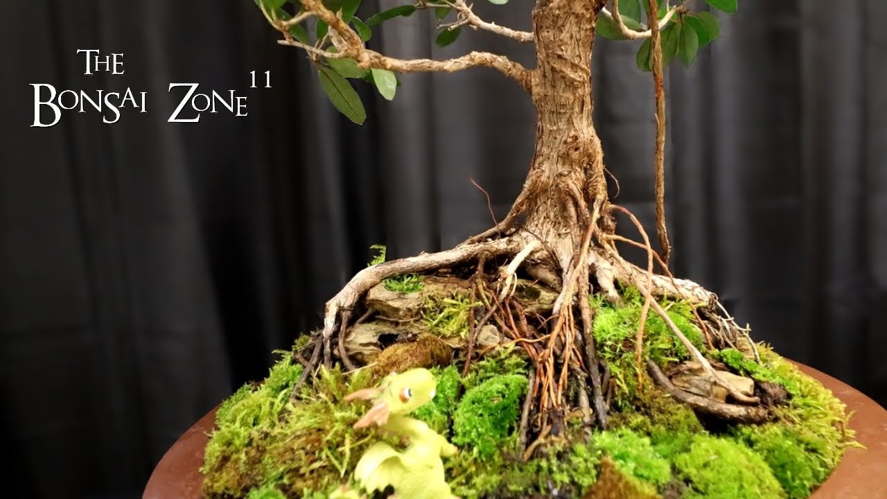 The Kitchener Waterloo Bonsai Society Open House, The Bonsai Zone, May 2024
