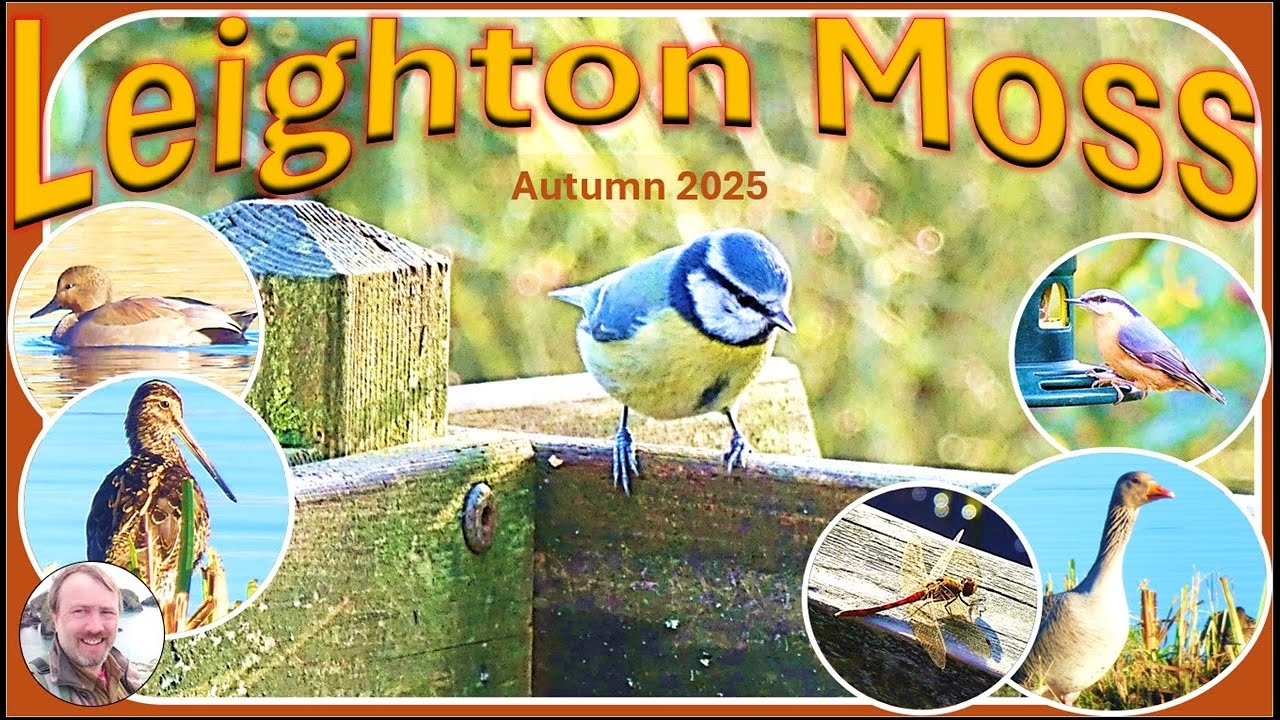 Leighton Moss: Autumn 2025