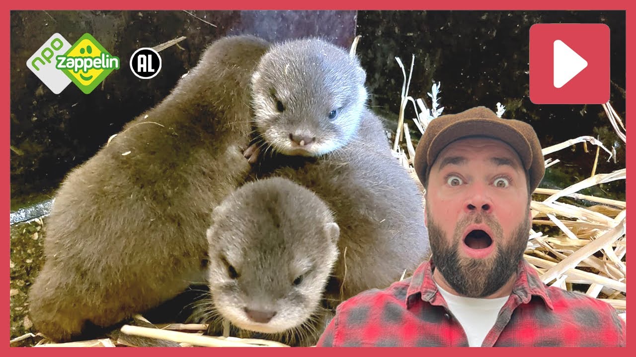 OTTERS | Beestenbrigade: het dierenleven van... | NPO Zappelin