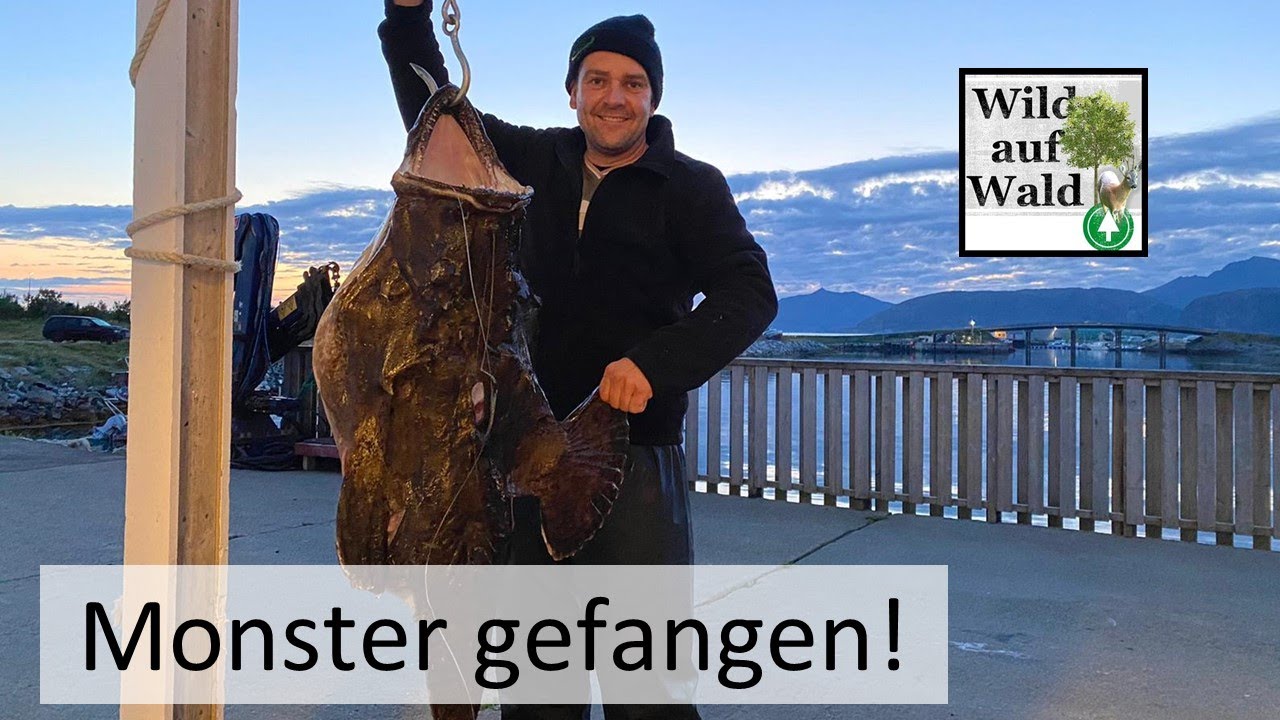 Heilbutt und Gro&szlig;dorsch in Norwegen - Rekord Seeteufel - Sommeroy