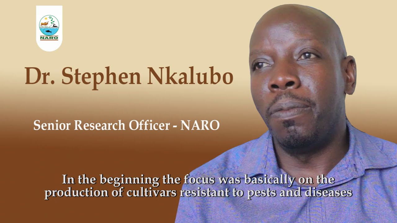 Bean Farming In Uganda - NARO