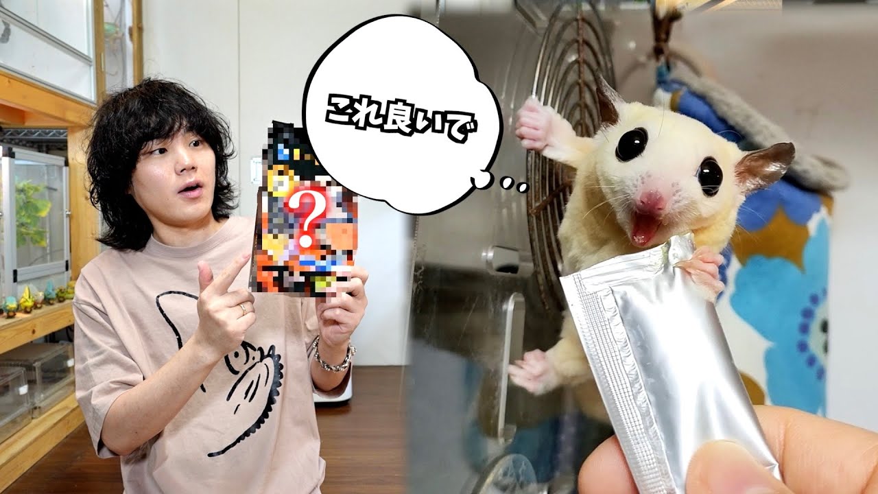 冬のモモンガの保温対策！