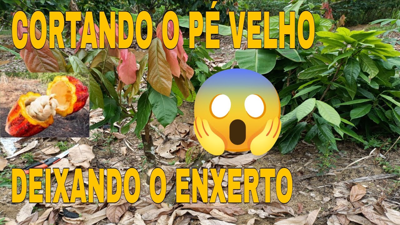 🛑  CACAU CLONADO PS 1319( cortando pé velho)😱😱