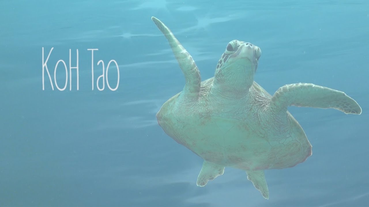 Diving in Koh Tao, Thailand