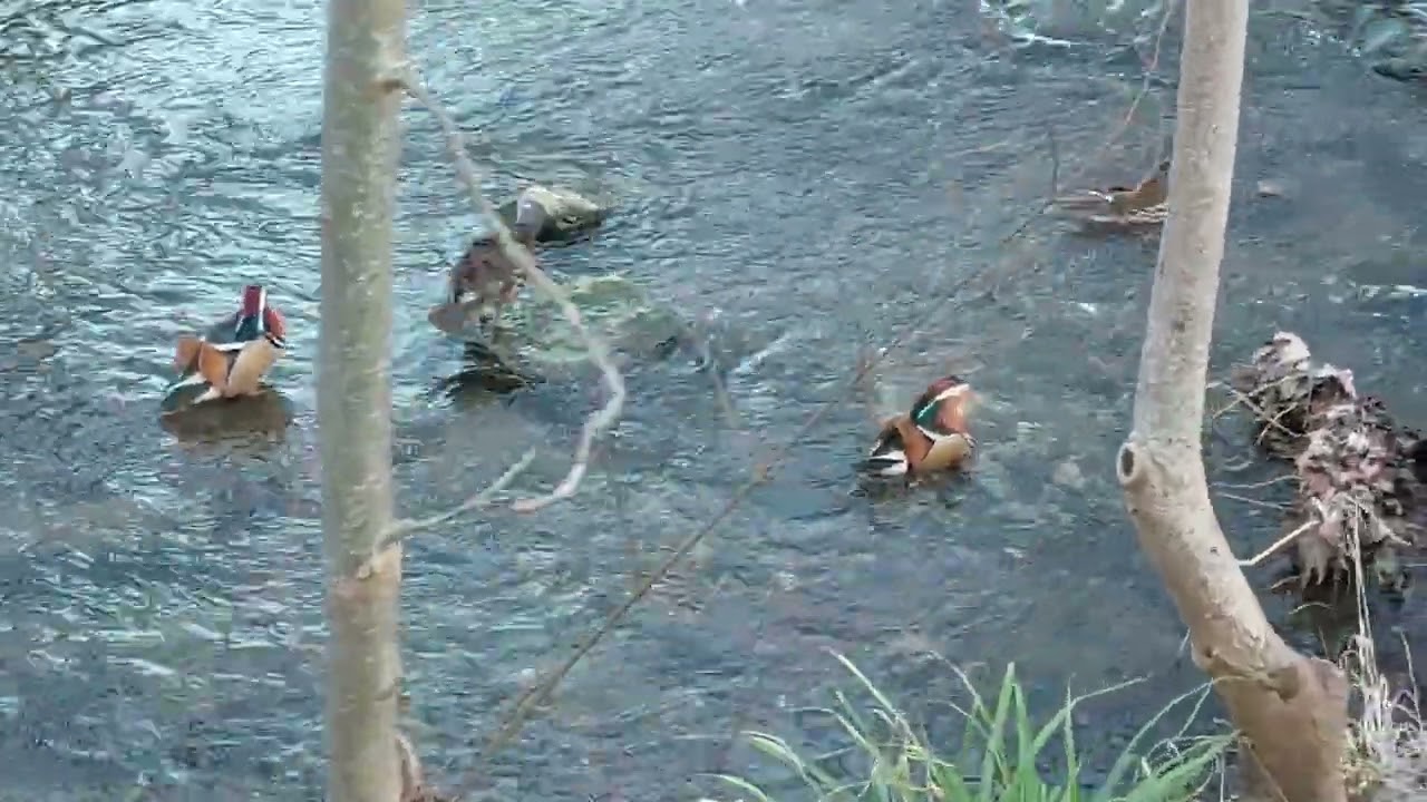 Anas Platyrhynchos x Aix Galericulata 💖💜💛💚💙 When Mallards Meet Mandarin Ducks