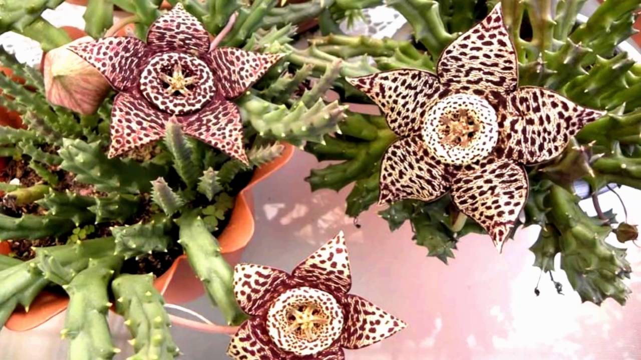 Starfish Flower (HD1080p)