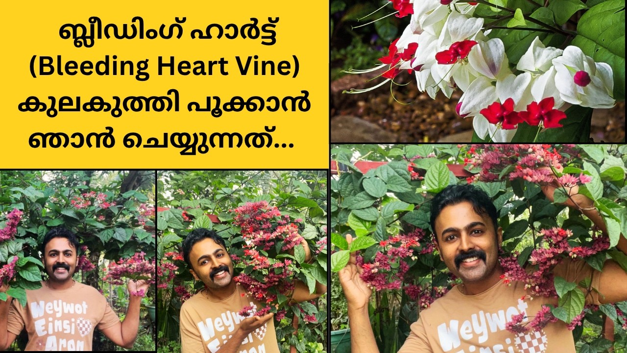𝐕𝐥𝐨𝐠 𝟓𝟕 || What to do to make bleeding heart vine bloom? 🌸Fertilizing, watering, trick to bloom