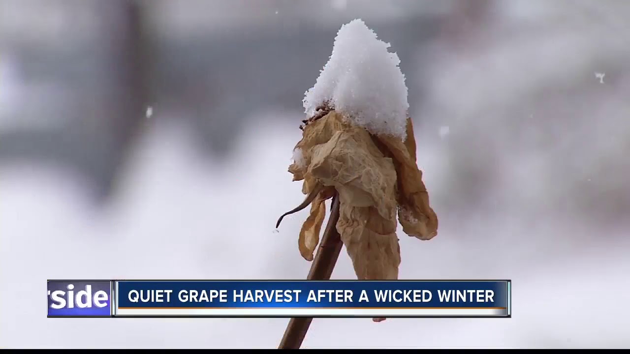 Quiet grape harvest after wicked Idaho winter