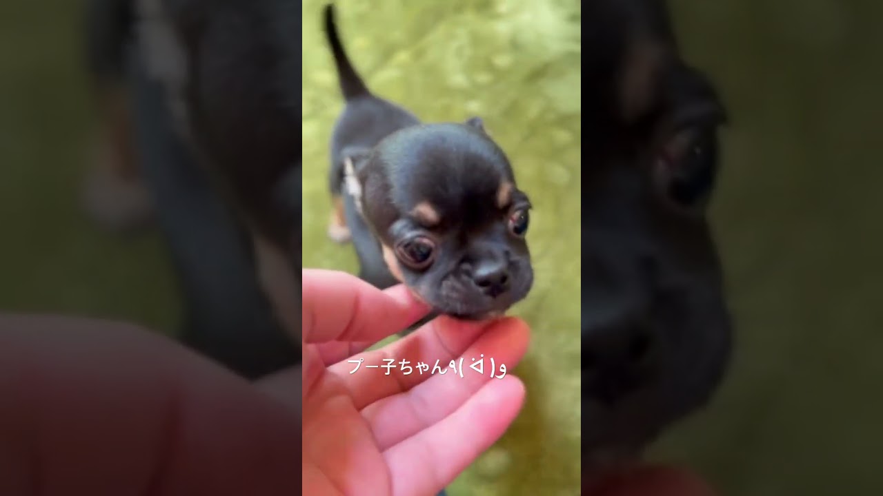 いつでも遊びに来てね😁🐾 #chihuahua #chihua #chihuahuafanclub #チワワ #チワワと暮らす #チワワ大好き #チワワパピー #チワワとの暮らし
