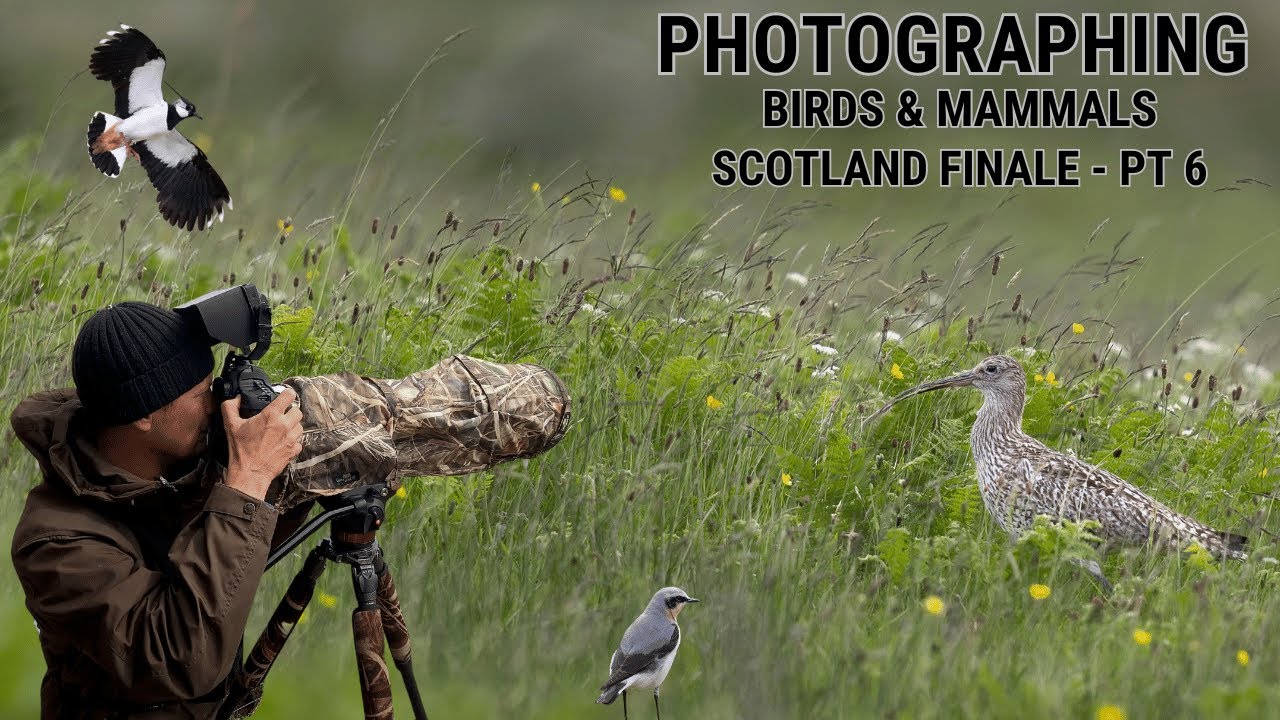 BIRD/WILDLIFE PHOTOGRAPHY | CAIRNGORMS, SCOTLAND | Mountain Birds & Mammals in the rain | Part 6