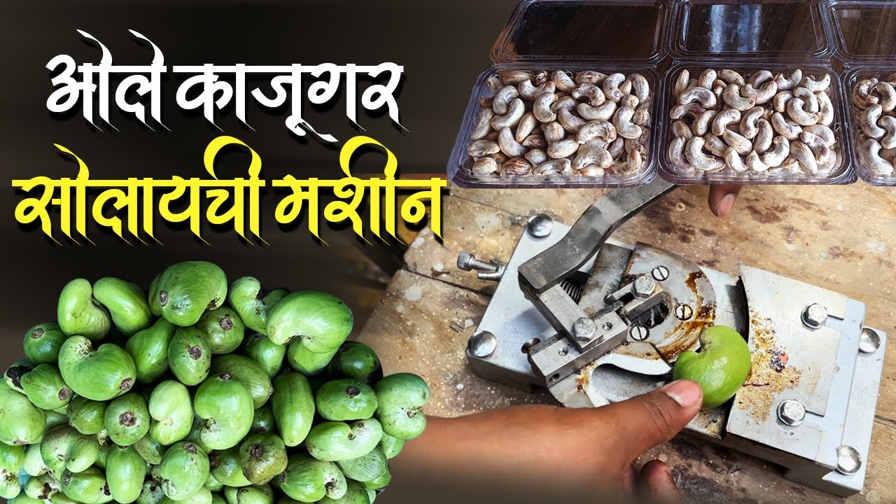 अख्खा ओला काजु मशीनने कसा काढतात??ओल्या (हिरवा) काजूचा व्यवसाय करणारा तरुण व्यवसाईक |