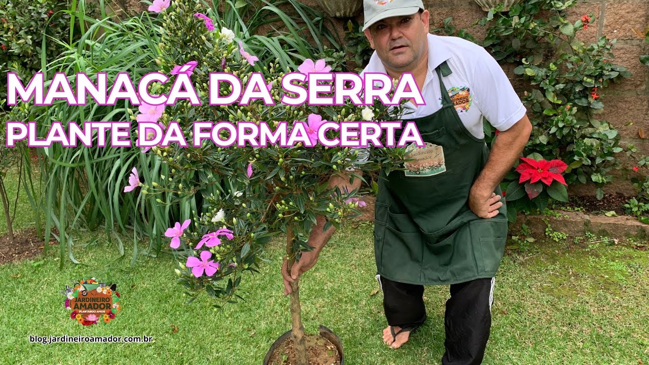 Manacá-da-Serra | Plante da Forma Certa