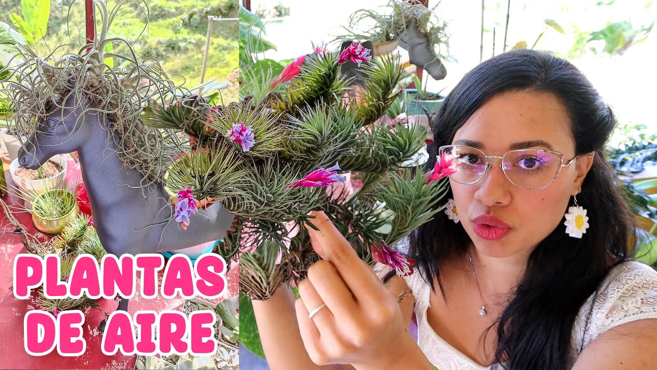 Thillandsias: Plantas que viven del aire y son perfectas para todo tipo de jardines │Candy Bu