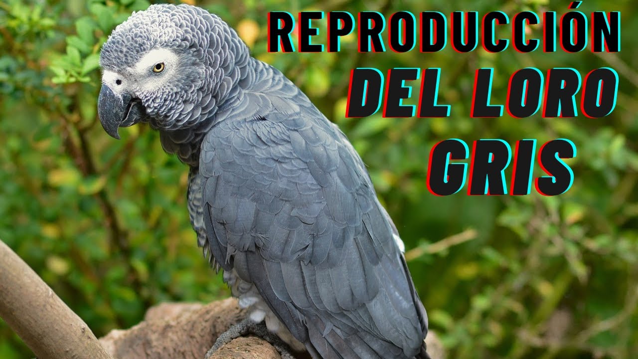 🦜🐣👉Reproducción del Loro Gris o Yaco (Psittacus erithacus)
