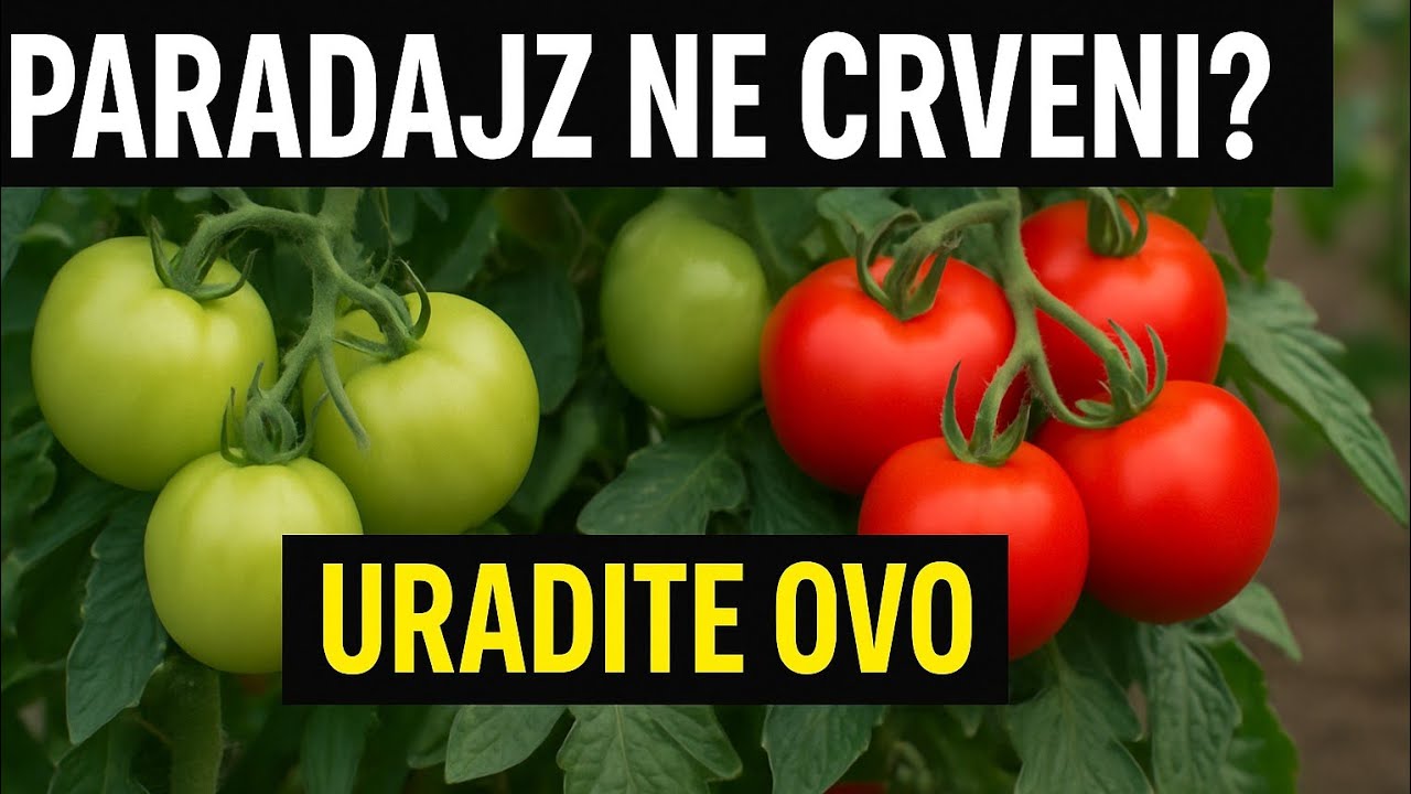 Pomidory nie są czerwone? Zr&oacute;b TO, a będziesz zszokowany za 1 dzień!