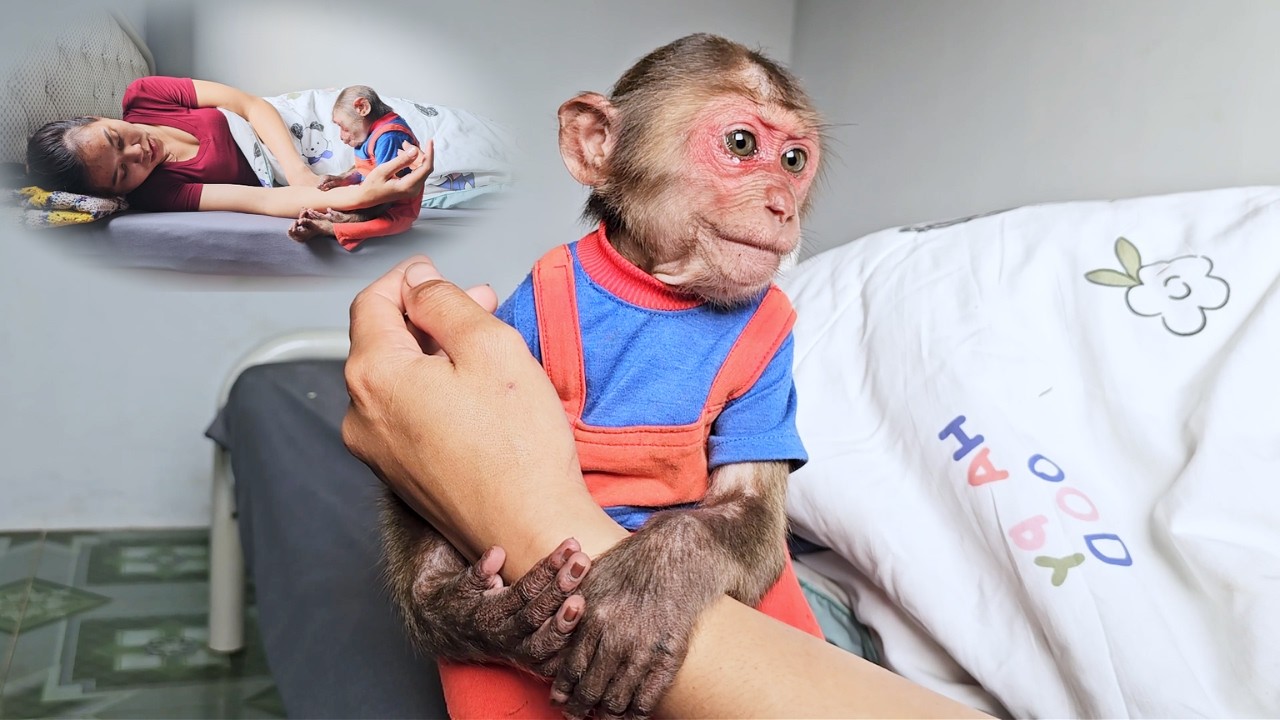 Mom's Little Angel! Monkey SU Loving Way to Help Mom Feel Better!