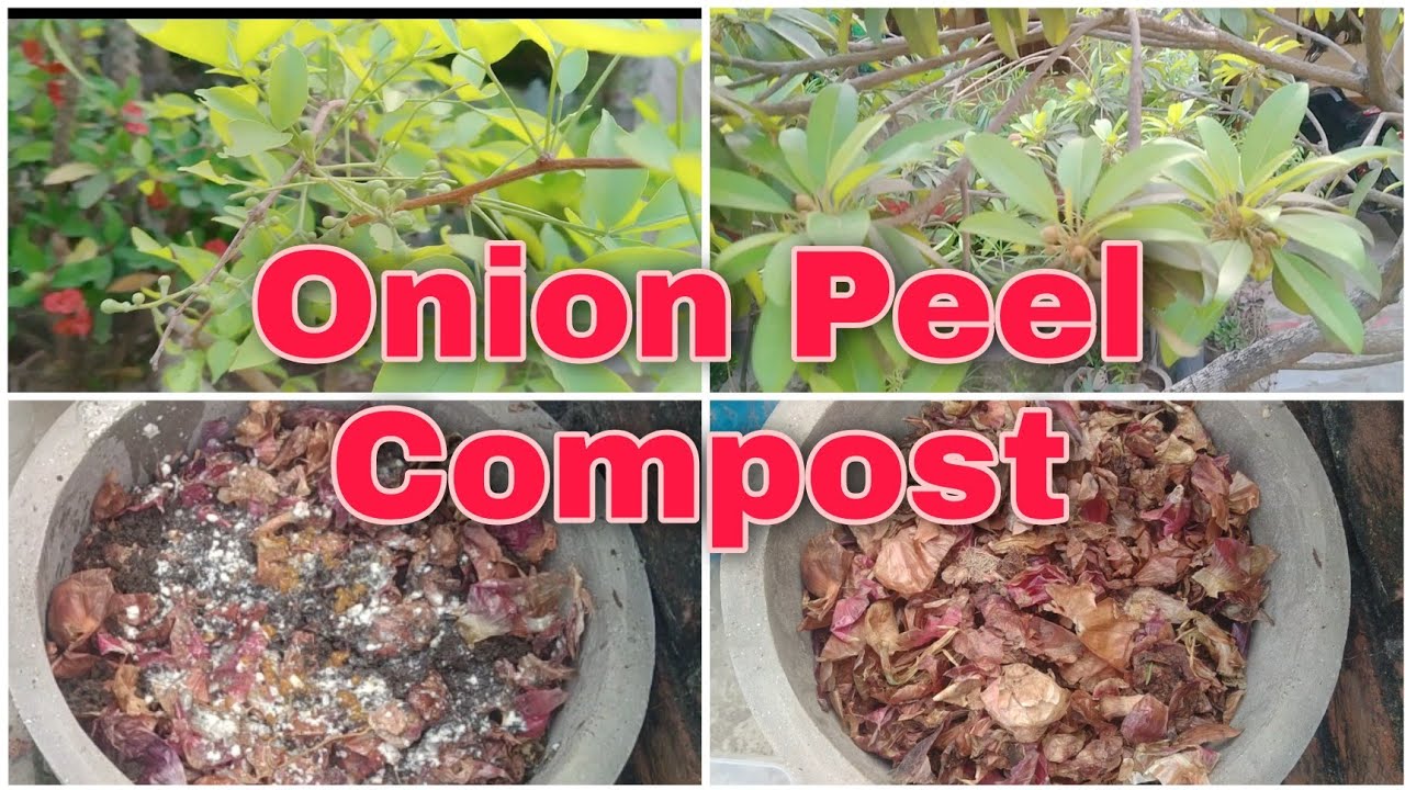 How to make Onion Peel Compost