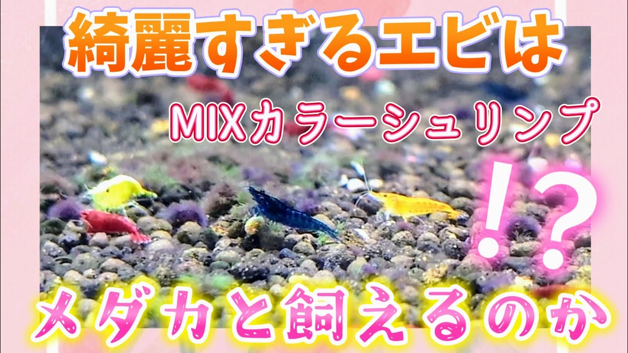 【メダカ】綺麗過ぎる😍エビとめだかは混泳可能？ミナミヌマエビ！？カラーシュリンプ🦐一緒に飼える❓派手チェリーシュリンプ#室内飼育#ヤマトヌマエビ#ビオトープ#アクアリウム#越冬