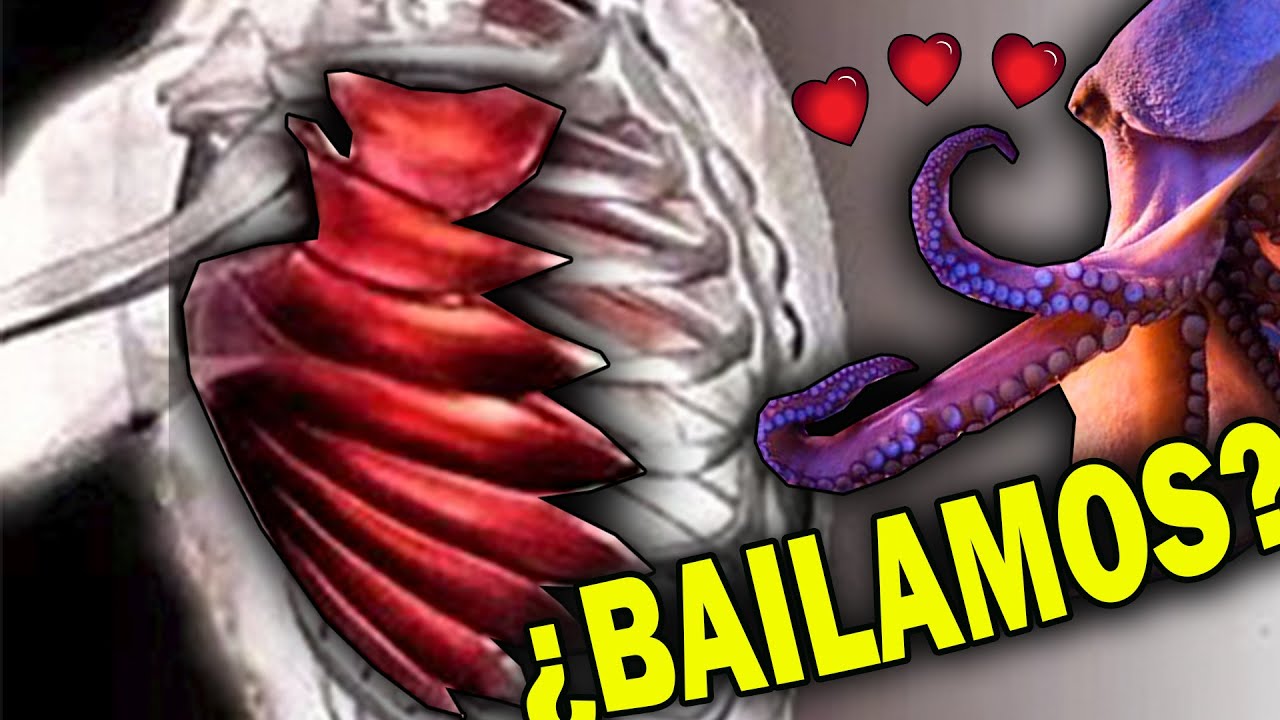 SERRATO, el MÚSCULO que ENAMORÓ al PULPO🐙💖