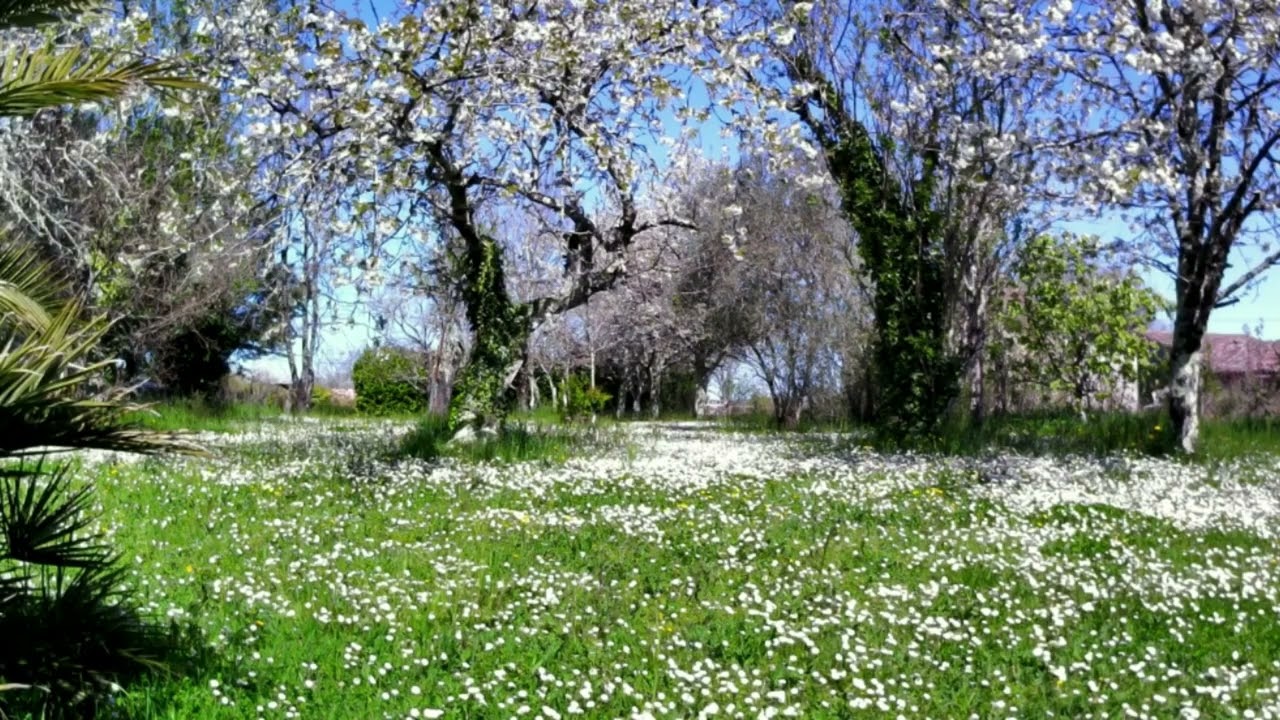 Spring Serenity: Plum and Cherry Blossoms in Tranquil Nature
