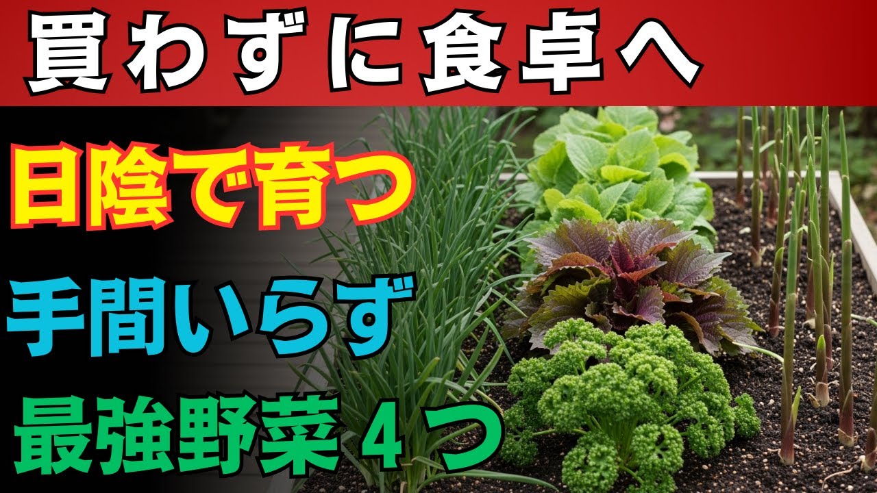 【９９％の家庭が見逃す】一度植えるだけで毎年タダ！日陰でも放置で育つ最強野菜４選｜今始めないと損【無限収穫】【家庭菜園】【日陰栽培】