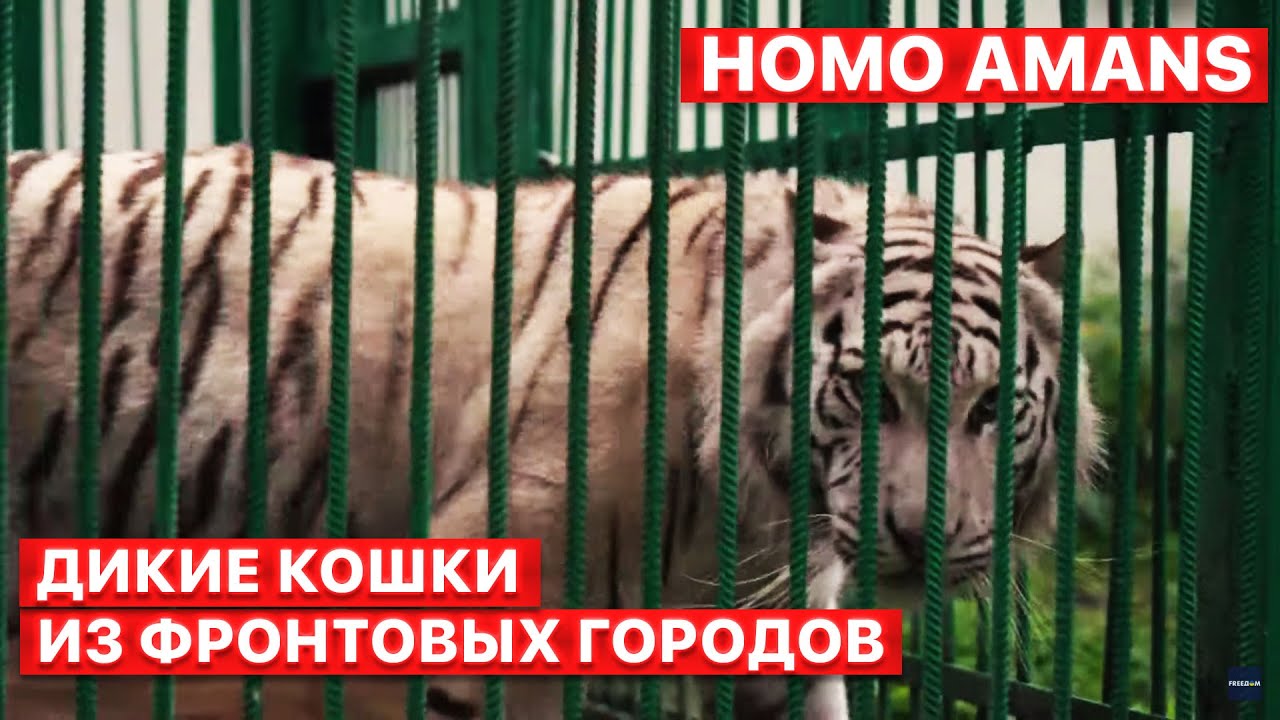 ⭕ HOMO AMANS. Спасение львицы. Документальный сериал о зооволонтерах. Серия 2. FREEДОМ