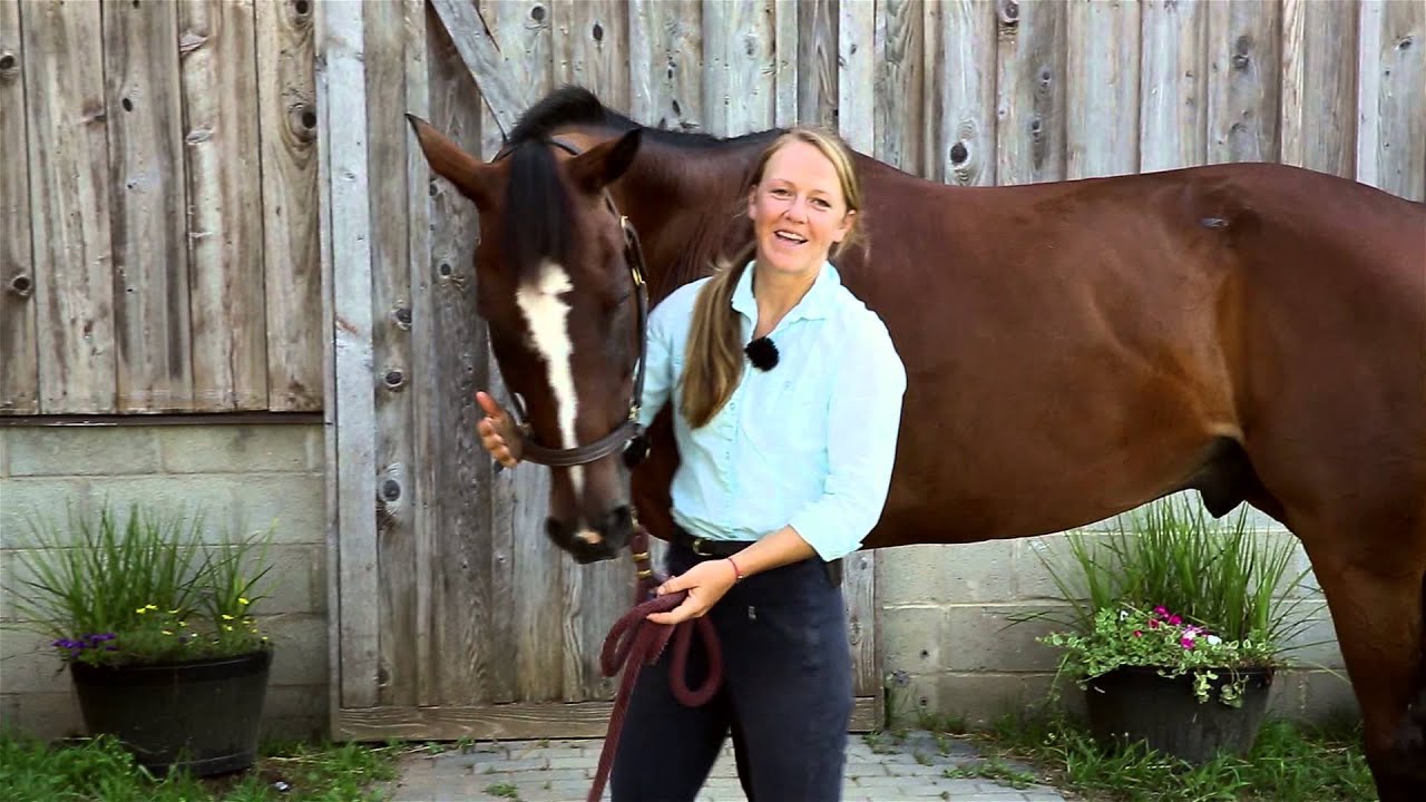 8 Different Horse Stretches
