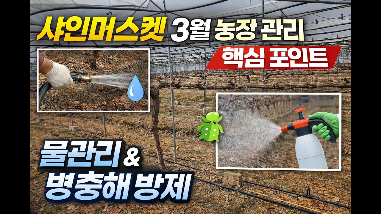 포도 샤인머스켓 3월 농장관리 병충해 방제  물관리 꼭 알아야할내용