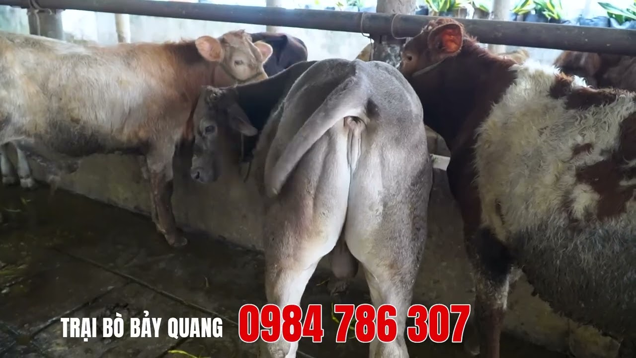 🐮 TRẠI BÒ BẢY QUANG 🐮 11-15-21-23-25 giá nào cũng có để phục vụ bà con