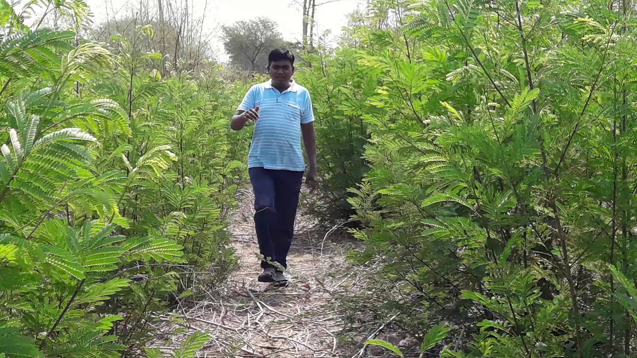 Vnsheti  (सुबाभूळ वनशेती ) chandrashekhar  murteli