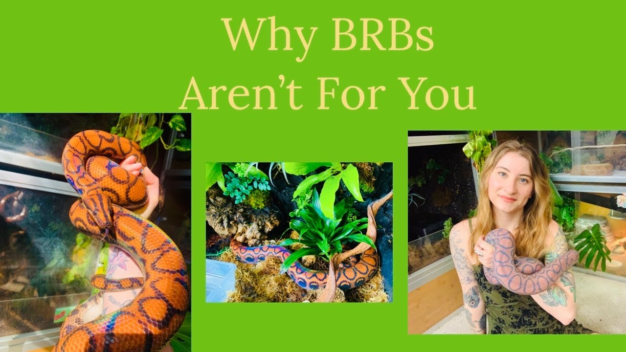 Why A Brazilian Rainbow Boa Isn’t For You!