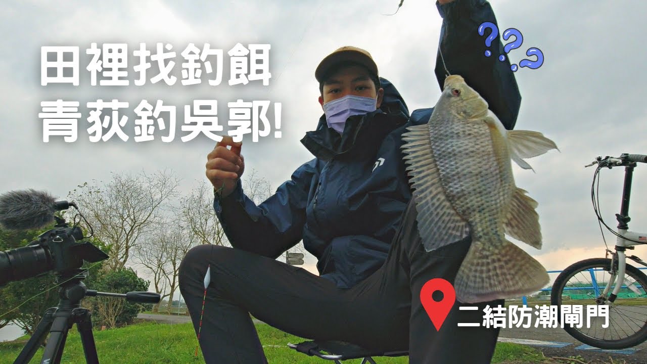 免錢的釣餌! 田裡就有很多! 帶你用青荻釣大魚! |20230127|