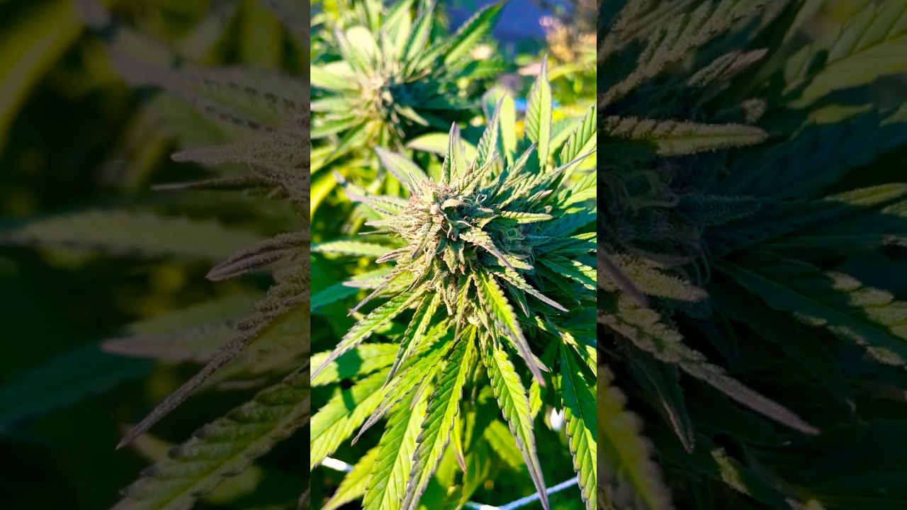 1+ pound super lemon haze harvest coming soon