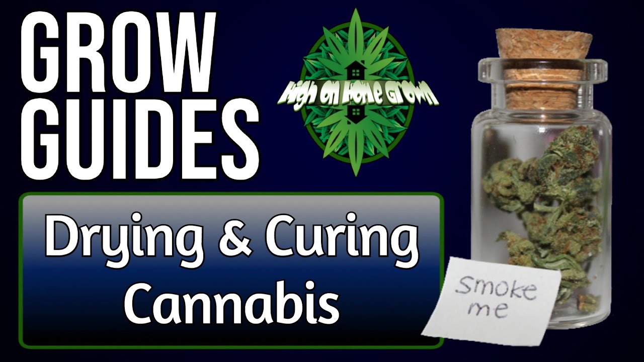Drying and Curing Cannabis | Grow Guides Episode 11