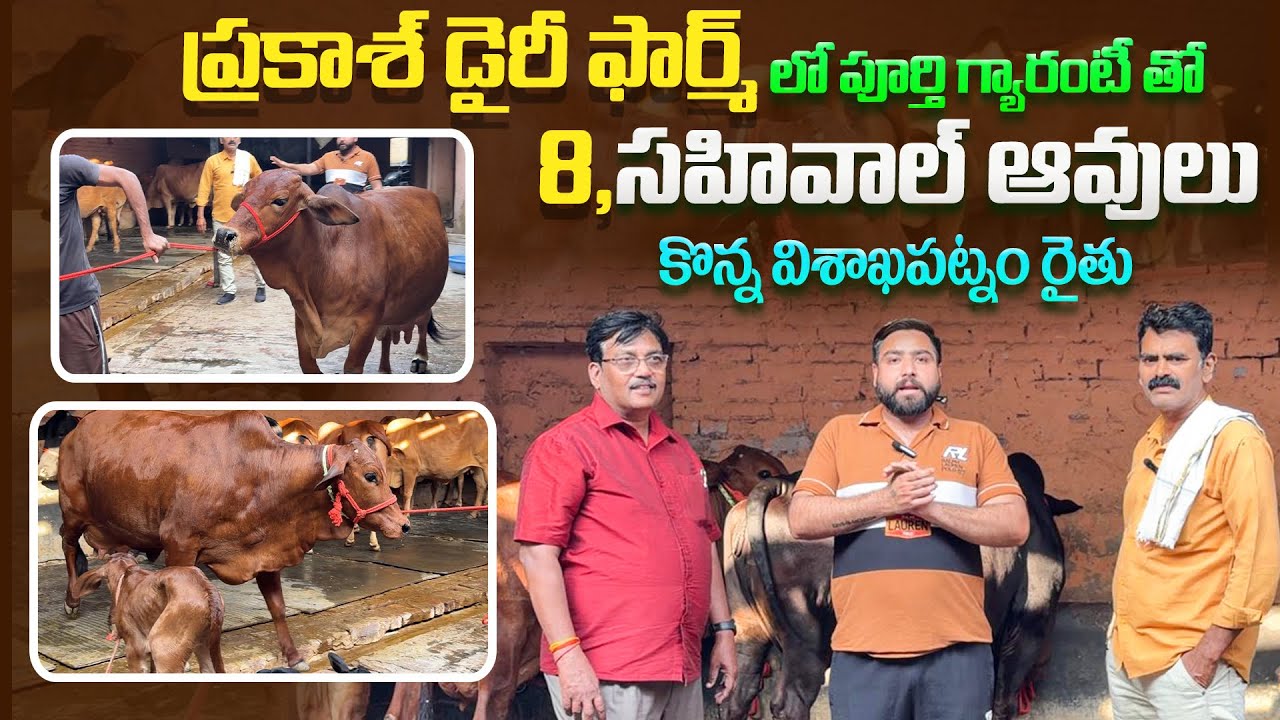 పూర్తి గ్యారంటీ తో 8 సహివాల్ ఆవులు కొన్న విశాఖపట్నం రైతు | Milking Sahiwal cows 