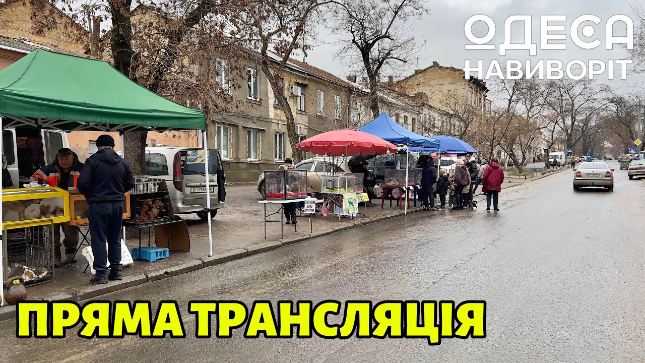 Собачий Рынок Цены и Контакты ОДЕСА НАВИВОРІТ