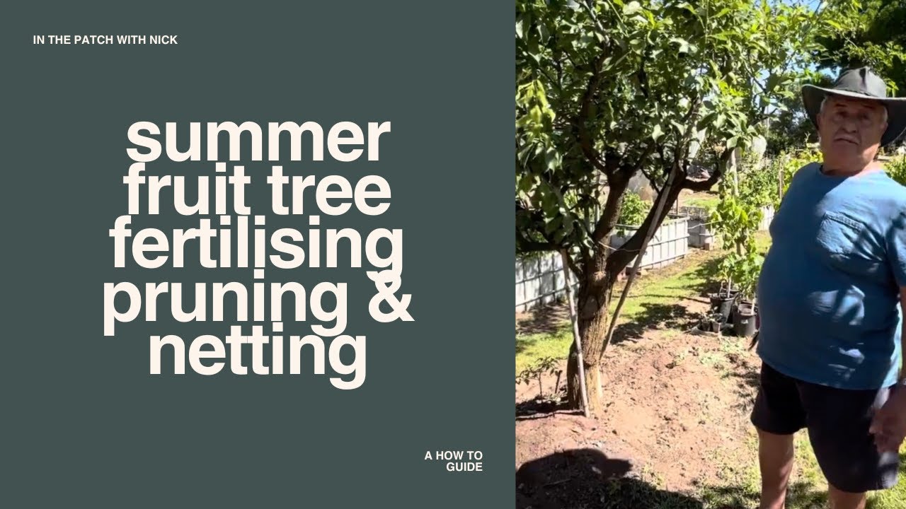 Summer Fruit Tree Care: Pruning, Fertilising and Protection from Pests