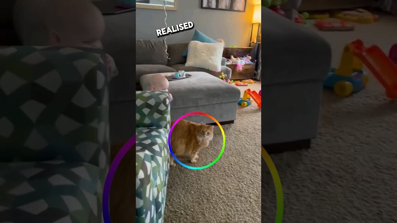 The viral Genius Cat 😳 #shorts