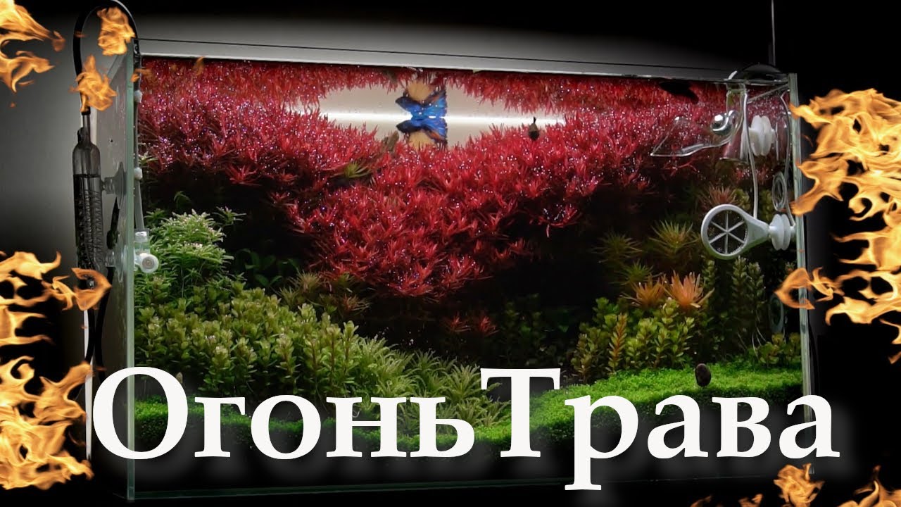 Секрет выращивания красных аквариумных растений