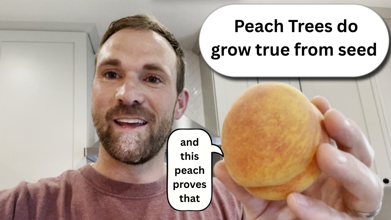 My Peach Tree grown from seed grew peaches true to seed!