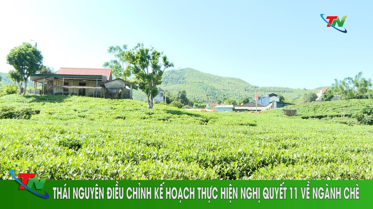 Thái Nguyên điều chỉnh kế hoạch thực hiện Nghị quyết 11 về ngành chè