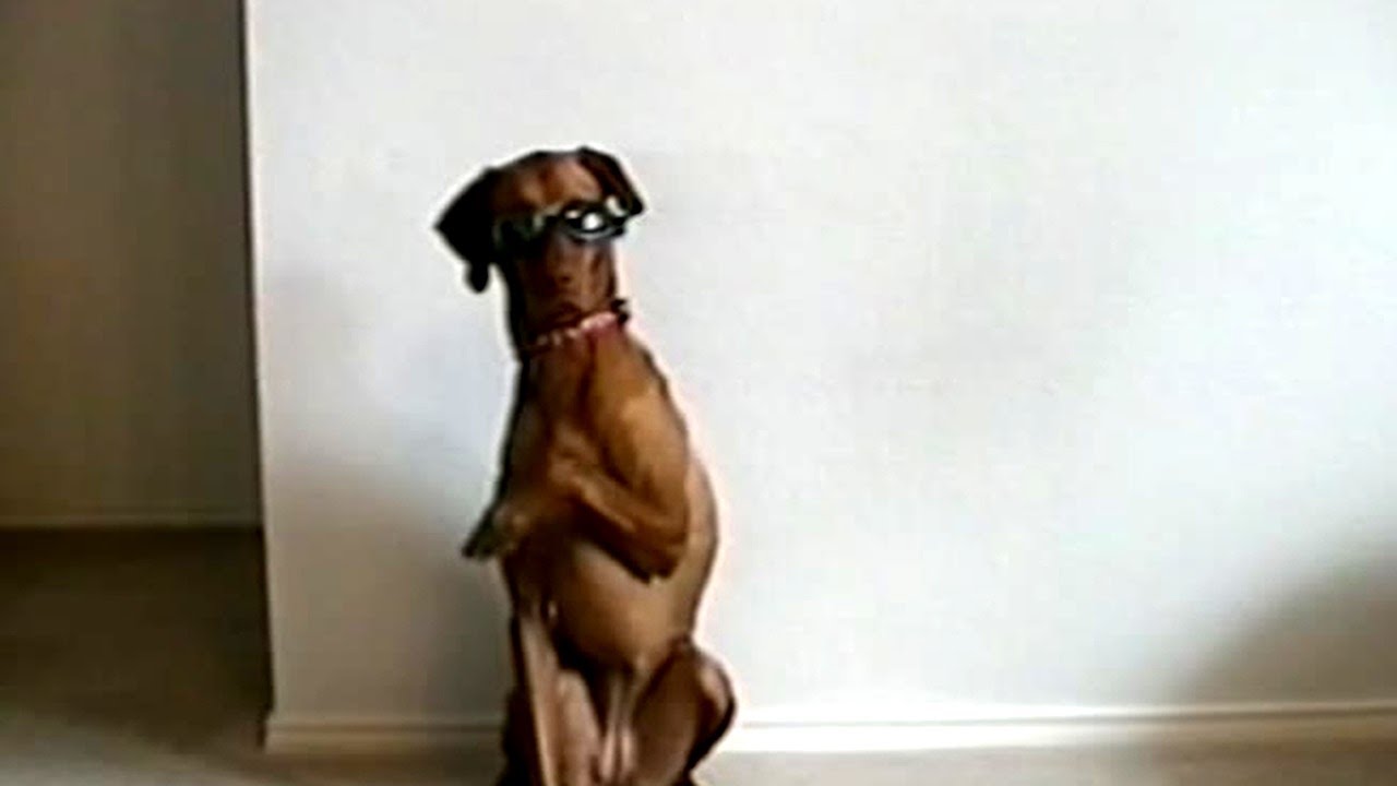 Funniest Pets and People Moments That Will Make You Laugh Out Loud