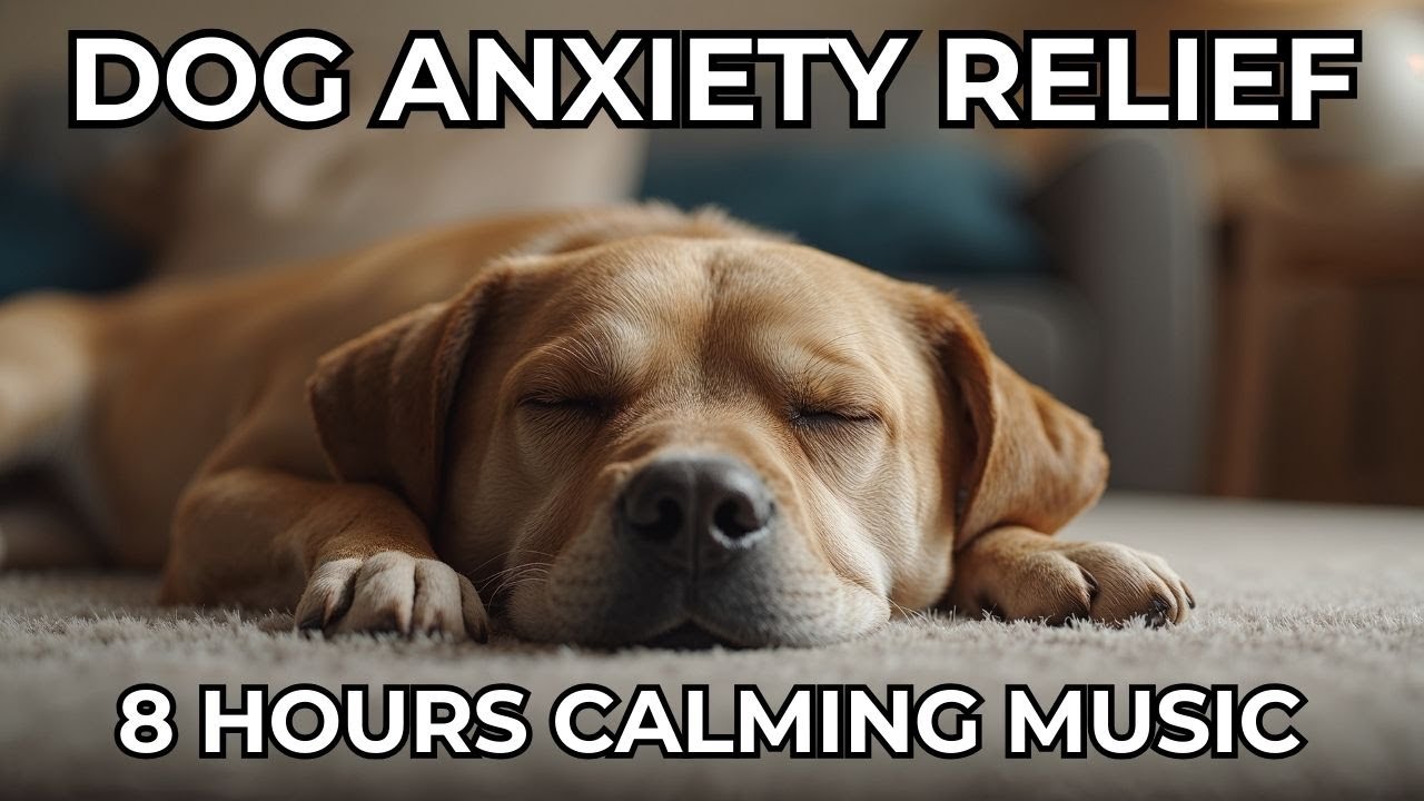 Your Dog's Stress Relief | 8 Hours of Calming Music for Nervous, Anxious Dogs