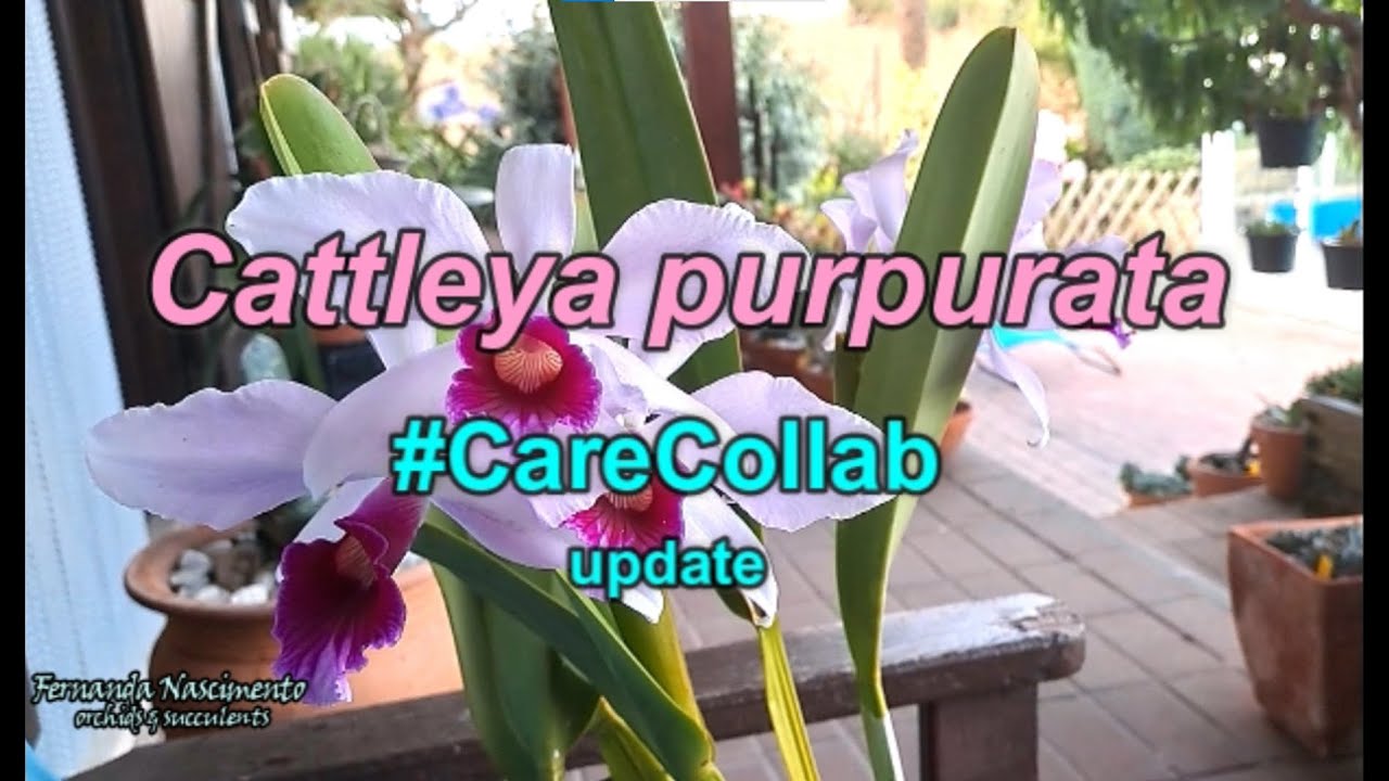 CATTLEYA PURPURATA  Care tips #CareCollab update 💥 Where did I go wrong? LEGENDAS em PORTUGUÊS