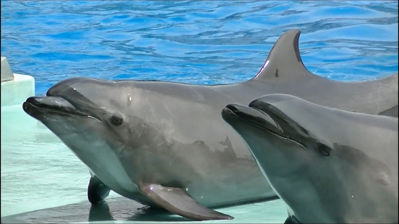 【完全版】 イルカのパフォーマンスショー / 名古屋港水族館 【見たい場面だけをつなげてみた】