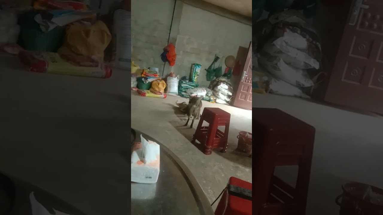 Mùng ba tết kiên nông lại hát vu vơ máy cau kiên nông đam mê lượn hát 😄😃