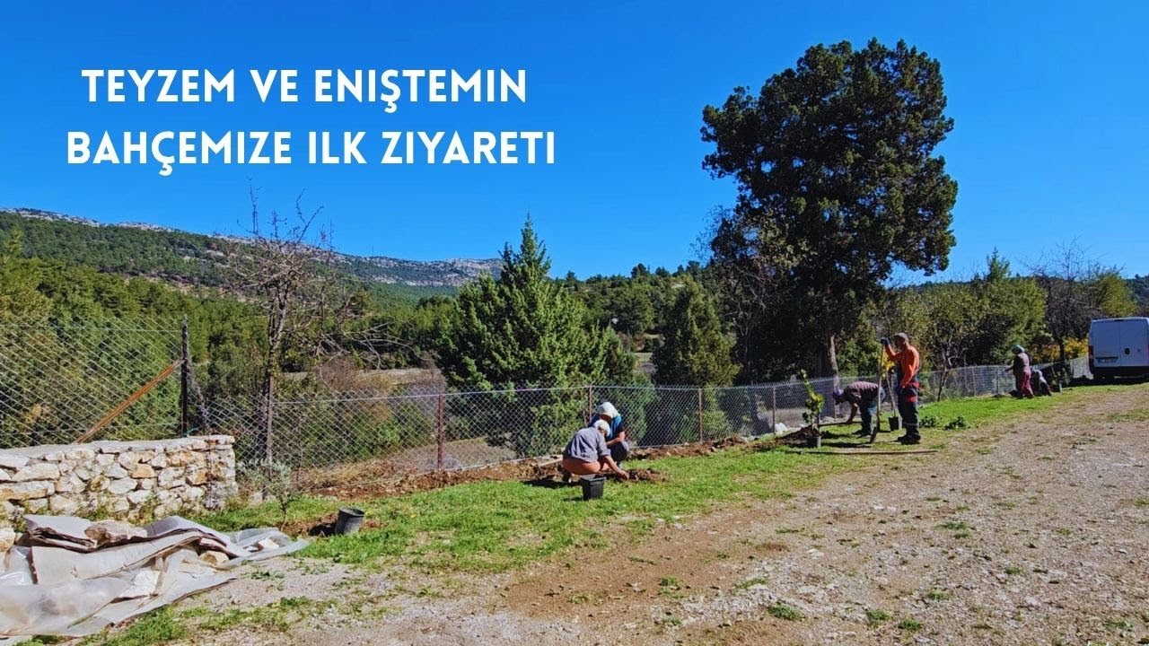 KÖYDE ARSAMIZA TÜM MEYVE FİDANLARINI DİKİYORUZ - ASMA TEVEK DİKİMİ TÜYOLARI - KÖY HAYATI #köyegöç